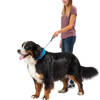 Nite Ize - Collar with Leash RadDog All-In-One - XL - Red -  RRLXL-10-R3